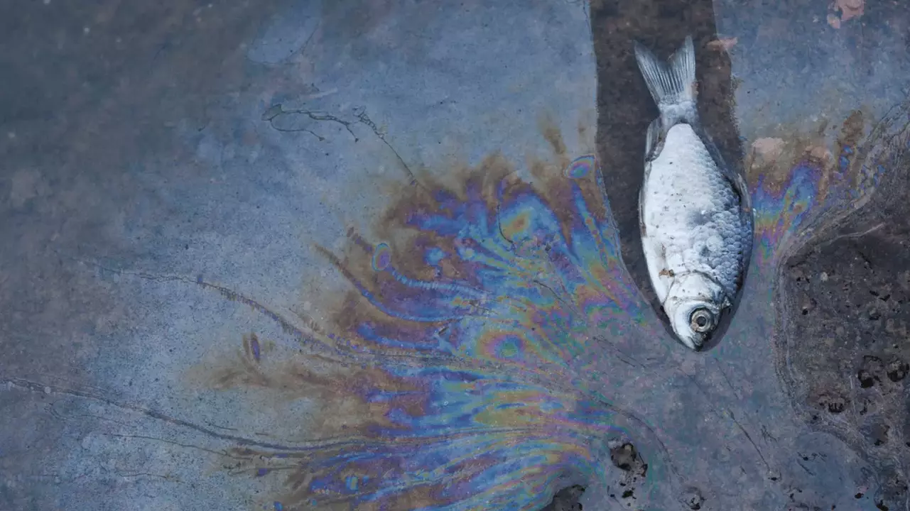 The Black Sea Oil Spill: Ecological Catastrophe and Human Health Crisis