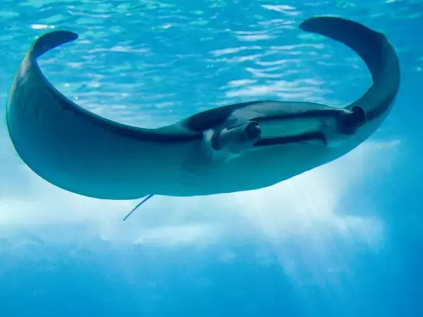 “Maritime Innovation: Biomimetic Robot Emulates Manta Ray Swimming Mechanics”