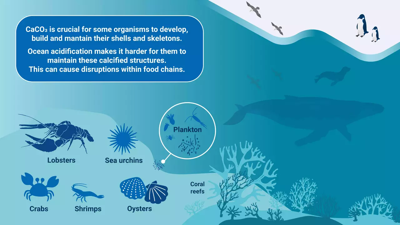 “Marine Ecosystems Under Review: UK NOC Study Questions Plankton’s Role in Ocean Carbon Sequestration”