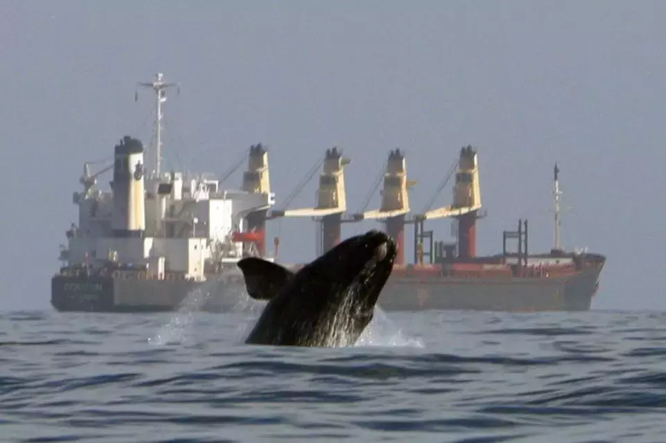 “NOAA Reverses Course on Right Whale Protection Regulations: Implications for Maritime Industry”